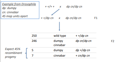 Example from Drosophila
dp: dumpy
++/++
dp cn/dp cn
cn: cinnabar
45 map units apart
++/dp cn
x
dp cn/dp cn
F1
Expect 45%
recombinant
progeny
250
wild type
++/dp cn
246
dumpy
dp cn/dp cn
F2
cinnabar
5
dumpy
dp +/dp cn
7
cinnabar
+cn/dp cn