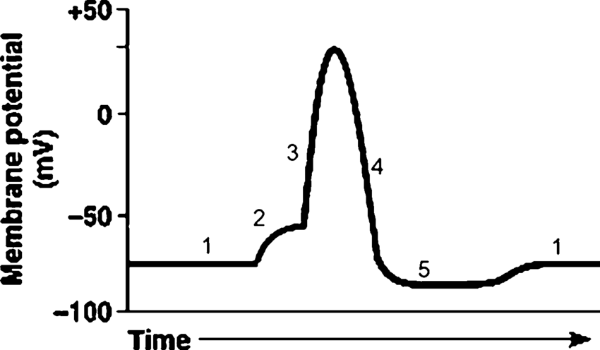 Membrane potential
(AW)
+50
-0
Time
1
2
3
4
5
1