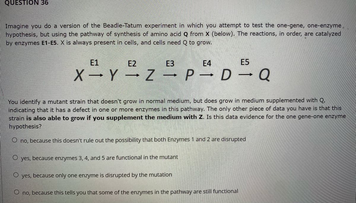 QUESTION 36
Imagine you do a version of the Beadle-Tatum experiment in which you attempt to test the one-gene, one-enzyme
hypothesis, but using the pathway of synthesis of amino acid Q from x (below). The reactions, in order, are catalyzed
by enzymes E1-E5. X is always present in cells, and cells need Q to grow.
Е1
E2
ЕЗ
E4
E5
X Y Z - P D Q
|
You identify a mutant strain that doesn't grow in normal medium, but does grow in medium supplemented with Q,
indicating that it has a defect in one or more enzymes in this pathway. The only other piece of data you have is that this
strain is also able to grow if you supplement the medium with Z. Is this data evidence for the one gene-one enzyme
hypothesis?
O no, because this doesn't rule out the possibility that both Enzymes 1 and 2 are disrupted
O yes, because enzymes 3, 4, and 5 are functional in the mutant
O yes, because only one enzyme is disrupted by the mutation
O no, because this tells you that some of the enzymes in the pathway are still functional
