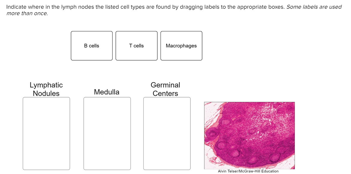 Indicate where in the lymph nodes the listed cell types are found by dragging labels to the appropriate boxes. Some labels are used
more than once.
Lymphatic
Nodules
B cells
Medulla
T cells
Macrophages
Germinal
Centers
Alvin Telser/McGraw-Hill Education
