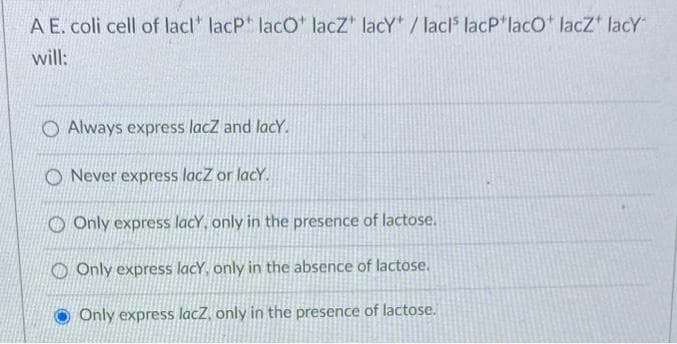 A E. coli cell of lacl* lacP lacO lacZ lacY/ lacls lacP laco lacZ* lacY
will:
O Always express lacZ and lacy.
Never express lacZ or lacy.
Only express lacy, only in the presence of lactose.
Only express lacy, only in the absence of lactose.
Only express lacZ, only in the presence of lactose.
