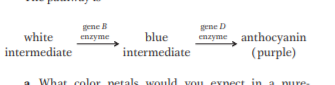 gene D
enzyme, anthocyanin
gene B
white
enzyme
blue
intermediate
intermediate
(purple)
What color netals would You
Pynect in
nure
