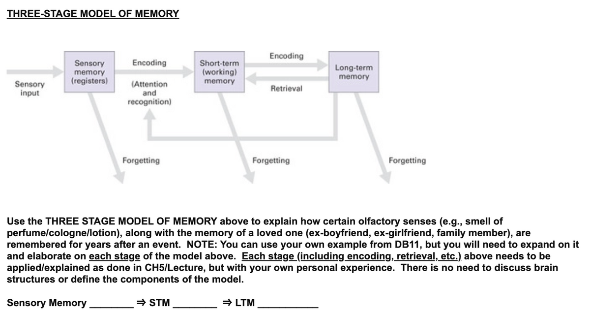 THREE-STAGE MODEL OF MEMORY
Sensory
input
Sensory
memory
(registers)
Encoding
(Attention
and
recognition)
Forgetting
Short-term
(working)
memory
⇒ STM
Encoding
Retrieval
Forgetting
➡LTM
Long-term
memory
Use the THREE STAGE MODEL OF MEMORY above to explain how certain olfactory senses (e.g., smell of
perfume/cologne/lotion), along with the memory of a loved one (ex-boyfriend, ex-girlfriend, family member), are
remembered for years after an event. NOTE: You can use your own example from DB11, but you will need to expand on it
and elaborate on each stage of the model above. Each stage (including encoding, retrieval, etc.) above needs to be
applied/explained as done in CH5/Lecture, but with your own personal experience. There is no need to discuss brain
structures or define the components of the model.
Sensory Memory
Forgetting