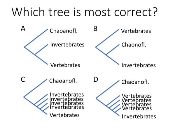 Which tree is most correct?
A
Chaoanofl.
B
Vertebrates
Invertebrates
Chaonofl.
Vertebrates
Invertebrates
C
Chaoanofl.
D
Chaoanofl.
Invertebrates
Vertebrates
Invertebrates
Vertebrates
Invertebrates
Vertebrates
Invertebrates
Vertebrates
Vertebrates
Invertebrates