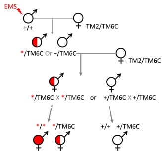 EMS
+/+
*/TM6C Or +/TM6C-
TM2/TM6C
*/* */TM6C
o
TM2/TM6C
o
o
*/TM6C X */TM6C or +/TM6C X +/TM6C
+/+ +/TM6C
o