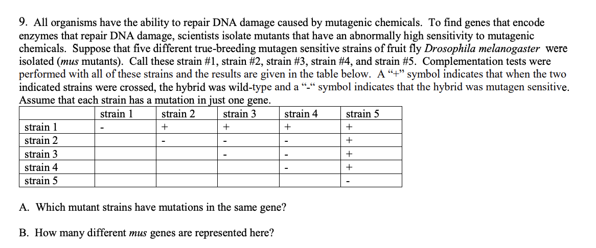 9. All organisms have the ability to repair DNA damage caused by mutagenic chemicals. To find genes that encode
enzymes that repair DNA damage, scientists isolate mutants that have an abnormally high sensitivity to mutagenic
chemicals. Suppose that five different true-breeding mutagen sensitive strains of fruit fly Drosophila melanogaster were
isolated (mus mutants). Call these strain #1, strain #2, strain #3, strain #4, and strain #5. Complementation tests were
performed with all of these strains and the results are given in the table below. A "+" symbol indicates that when the two
indicated strains were crossed, the hybrid was wild-type and a "-" symbol indicates that the hybrid was mutagen sensitive.
Assume that each strain has a mutation in just one gene.
strain 1
strain 2
+
strain 3
+
strain 1
strain 2
strain 3
strain 4
strain 5
strain 4
+
A. Which mutant strains have mutations in the same gene?
B. How many different mus genes are represented here?
strain 5
+
+
+
+
-