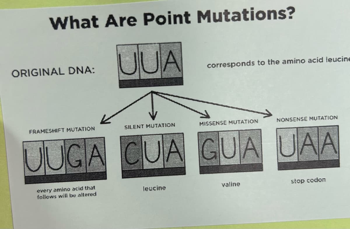 What Are Point Mutations?
ORIGINAL DNA:
JUA
corresponds to the amino acid leucine
FRAMESHIFT MUTATION
SILENT MUTATION
MISSENSE MUTATION
NONSENSE MUTATION
JUGA CUA GUA UAA
every amino acid that
follows will be altered
leucine
valine
stop codon