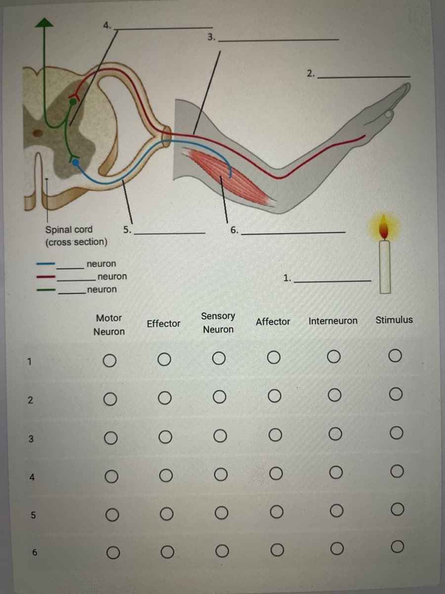 1
2
3
4
5
6
Spinal cord
(cross section)
neuron
5.
neuron
neuron
Motor
Neuron
Effector
3.
6.
Sensory
Neuron
1.
2.
Affector Interneuron
Stimulus