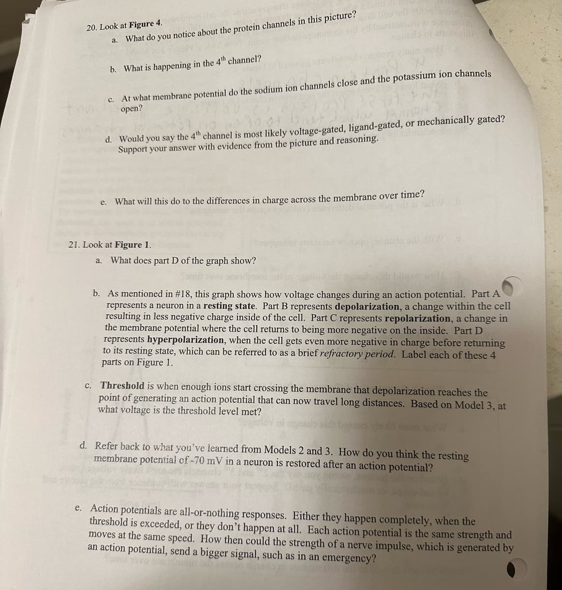 20. Look at Figure 4.pandom so odk
a. What do you notice about the protein channels in this picture?
b. What is happening in the 4th channel?
c. At what membrane potential do the sodium ion channels close and the potassium ion channels
open?
19
d. Would you say the 4th channel is most likely voltage-gated, ligand-gated, or mechanically gated?
Support your answer with evidence from the picture and reasoning.
e. What will this do to the differences in charge across the membrane over time?
21. Look at Figure 1.
AUST
eidi
a. What does part D of the graph show?
Sami 19va 50m
maq lonneilo odl dir/
b. As mentioned in #18, this graph shows how voltage changes during an action potential. Part A
represents a neuron in a resting state. Part B represents depolarization, a change within the cell
resulting in less negative charge inside of the cell. Part C represents repolarization, a change in
the membrane potential where the cell returns to being more negative on the inside. Part D
represents hyperpolarization, when the cell gets even more negative in charge before returning
to its resting state, which can be referred to as a brief refractory period. Label each of these 4
parts on Figure 1.
c. Threshold is when enough ions start crossing the membrane that depolarization reaches the
point of generating an action potential that can now travel long distances. Based on Model 3, at
what voltage is the threshold level met?
d. Refer back to what you've learned from Models 2 and 3. How do you think the resting
membrane potential of -70 mV in a neuron is restored after an action potential?
e. Action potentials are all-or-nothing responses. Either they happen completely, when the
threshold is exceeded, or they don't happen at all. Each action potential is the same strength and
moves at the same speed. How then could the strength of a nerve impulse, which is generated by
an action potential, send a bigger signal, such as in an emergency?