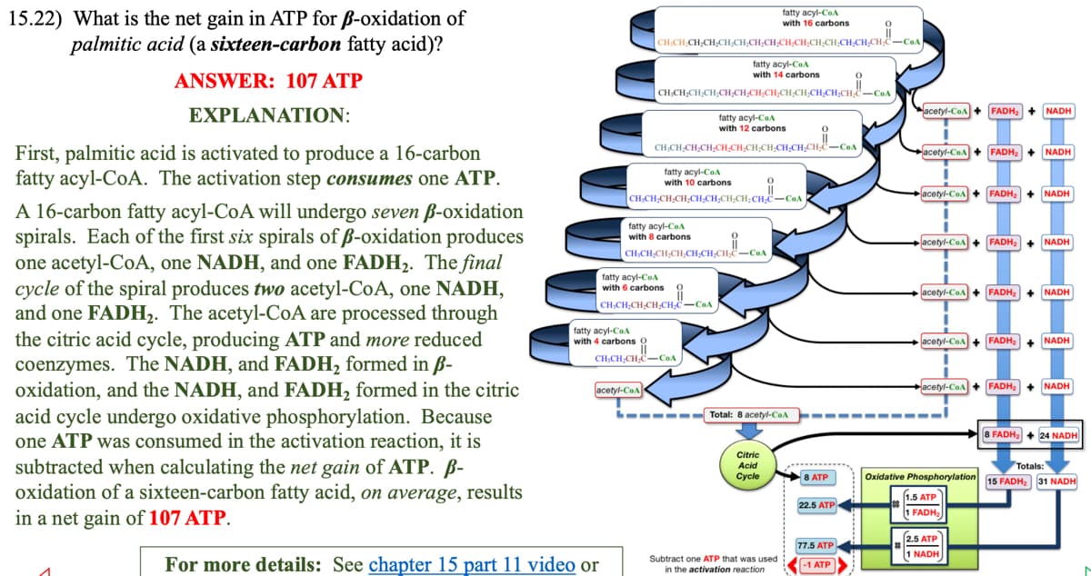 15.22) What is the net gain in ATP for B-oxidation of
palmitic acid (a sixteen-carbon fatty acid)?
ANSWER: 107 ATP
EXPLANATION:
First, palmitic acid is activated to produce a 16-carbon
fatty acyl-CoA. The activation step consumes one ATP.
A 16-carbon fatty acyl-CoA will undergo seven ß-oxidation
spirals. Each of the first six spirals of ß-oxidation produces
one acetyl-CoA, one NADH, and one FADH₂. The final
cycle of the spiral produces two acetyl-CoA, one NADH,
and one FADH₂. The acetyl-CoA are processed through
the citric acid cycle, producing ATP and more reduced
coenzymes. The NADH, and FADH₂ formed in ß-
oxidation, and the NADH, and FADH₂ formed in the citric
acid cycle undergo oxidative phosphorylation. Because
one ATP was consumed in the activation reaction, it is
subtracted when calculating the net gain of ATP. ß-
oxidation of a sixteen-carbon fatty acid, on average, results
in a net gain of 107 ATP.
fatty acyl-CoA
with 16 carbons
CHÍCH CHỊCHỊCHÍCHÍCHÍCH CHÍHACHCHANH CÁCH CỦA
fatty acyl-CoA
with 4 carbons
fatty acyl-CoA
with 14 carbons
CHÍCHÍCH-CH-CHCHCH;CH;CHCH-CH;CH,CH–CA
fatty acyl-CoA
with 10 carbons
CHÍCHÍCH CHCH_CH,CH,CH,CH C–CaA
For more details: See chapter 15 part 11 video or
fatty acyl-CoA
with 8 carbons
CHCHCH,CH,CH,CH,CH,C—CoA
fatty acyl-CoA
with 6 carbons
CH,CH-CH:CH-CH₂C-Cas
acetyl-CoA
fatty acyl-CoA
with 12 carbons
CH,CH,CH,CH,CH,CH,CH_CH,CH,CH,CH,C–CoA |
CH₂CH₂CH₂C-COA
-‒‒‒‒‒ Total: 8 acetyl-CoA
Citric
Acid
Cycle
Subtract one ATP that was used
in the activation reaction
8 ATP
22.5 ATP
0
77.5 ATP
-1 ATP
acetyl-CoA FADH₂
acetyl-CoA FADH₂ + NADH
NADH
acetyl-CoA FADH₂ NADH
acetyl-CoA FADH₂ + NADH
acetyl-CoA + FADH₂ + NADH
i
acetyl-CoA + FADH₂ NADH
acetyl-CoA FADH₂ + NADH
1.5 ATP
1 FADH₂
Totals:
Oxidative Phosphorylation 15 FADH₂ 31 NADH
2.5 ATP
1 NADH
8 FADH₂ + 24 NADH