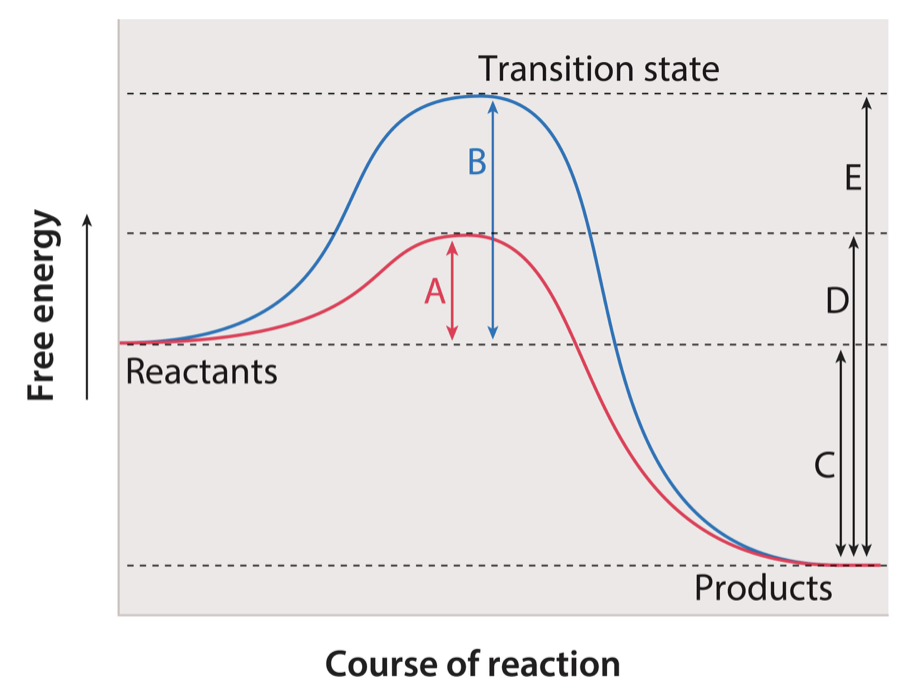 Transition state
В
E
A
D
Reactants
Products
Course of reaction
Free energy
