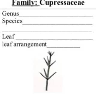 Family: Cupressaceae
Genus
Species
Leaf
leaf arrangement_