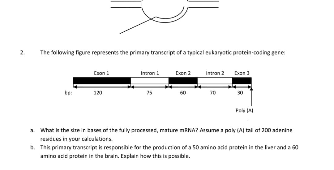 2.
a.
The following figure represents the primary transcript of a typical eukaryotic protein-coding gene:
bp:
Exon 1
120
Intron 1
75
Exon 2
60
Intron 2
70
Exon 3
30
Poly (A)
What is the size in bases of the fully processed, mature mRNA? Assume a poly (A) tail of 200 adenine
residues in your calculations.
b. This primary transcript is responsible for the production of a 50 amino acid protein in the liver and a 60
amino acid protein in the brain. Explain how this is possible.