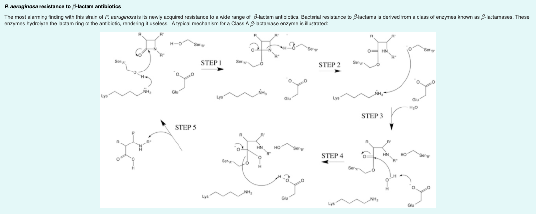 P. aeruginosa resistance to B-lactam antibiotics
The most alarming finding with this strain of P. aeruginosa is its newly acquired resistance to a wide range of B-lactam antibiotics. Bacterial resistance to 8-lactams is derived from
enzymes hydrolyze the lactam ring of the antibiotic, rendering it useless. A typical mechanism for
class of enzymes known as 8-lactamases. These
Class A 3-lactamase enzyme is illustrated:
R
H-o Ser
0= HN
STEP I
STEP 2
Ser
NH,
NH,
Glu
Lys
Glu
H20
STEP 3
STEP 5
R
но
Ser
STEP 4
HN
но
Ser
Ser
Glu
NH,
