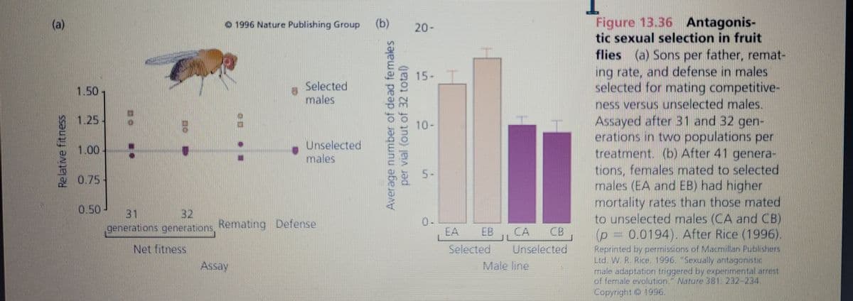 1.50.
1.25 -
1.00
0.50
DE
1996 Nature Publishing Group (b)
Assay
E
C
Selected
males
Unselected
males
generations generations, Remating Defense
Net fitness
Average number of dead females
per vial (out of 32 total)
Sh
10-
S
0-
EB
ILCA
1
Figure 13.36 Antagonis-
tic sexual selection in fruit
flies (a) Sons per father, remat-
ing rate, and defense in males
selected for mating competitive-
ness versus unselected males.
Assayed after 31 and 32 gen-
erations in two populations per
treatment. (b) After 41 genera-
tions, females mated to selected
males (EA and EB) had higher
mortality rates than those mated
to unselected males (CA and CB)
(p = 0.0194). After Rice (1996).
Reprinted by permissions of Macmillan Publishers
Ltd. W. R. Rice. 1996. Sexually antagonistic
male adaptation triggered by experimental arrest
of female evolution Nature 381 232 234
Copyright © 1996.