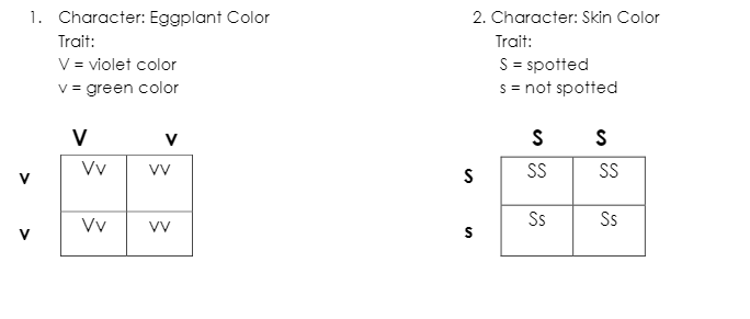 1. Character: Eggplant Color
Trait:
V = violet color
v = green color
V
Vv
Vv
V
VV
VV
2. Character: Skin Color
Trait:
S = spotted
s = not spotted
S
S
S
SS
Ss
S
SS
Ss
