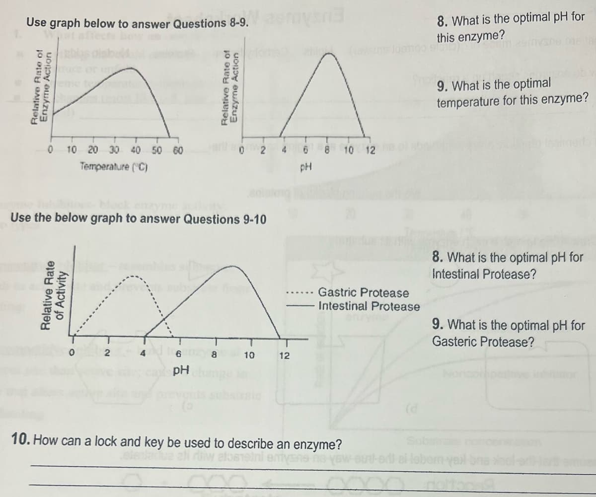 Relative Rate of
Enzyme Action
Use graph below to answer Questions 8-9.
8. What is the optimal pH for
this enzyme?
0 10 20 30 40 50 60
Temperature (°C)
Relative Rate of
Enzyme Action
block
Use the below graph to answer Questions 9-10
Relative Rate
of Activity
0
2
4
6 8
pH
10
12
10. How can a lock and key be used to describe an enzyme?
elmoladua
2
4
6
8
10 12
pH
9. What is the optimal
temperature for this enzyme?
Gastric Protease
Intestinal Protease
8. What is the optimal pH for
Intestinal Protease?
9. What is the optimal pH for
Gasteric Protease?
(d