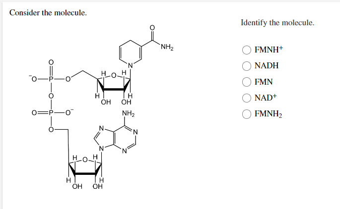 Consider the molecule.
0=
-0
_H_O_H
OH
HO-
H
OH
N.
H
OH
H
OH
NH₂
NH₂
Identify the molecule.
FMNH+
NADH
FMN
NAD+
FMNH₂