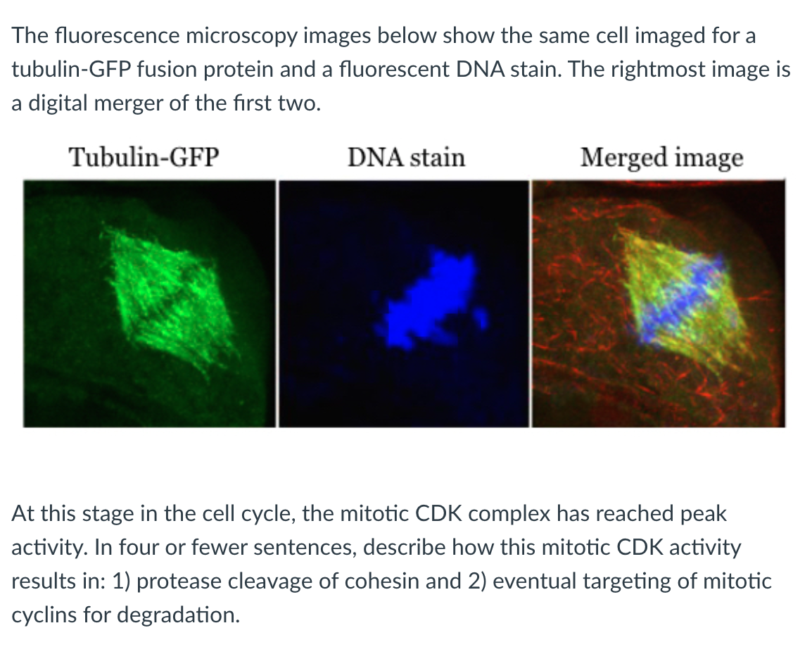 The fluorescence microscopy images below show the same cell imaged for a
tubulin-GFP fusion protein and a fluorescent DNA stain. The rightmost image is
a digital merger of the first two.
Tubulin-GFP
DNA stain
Merged image
At this stage in the cell cycle, the mitotic CDK complex has reached peak
activity. In four or fewer sentences, describe how this mitotic CDK activity
results in: 1) protease cleavage of cohesin and 2) eventual targeting of mitotic
cyclins for degradation.