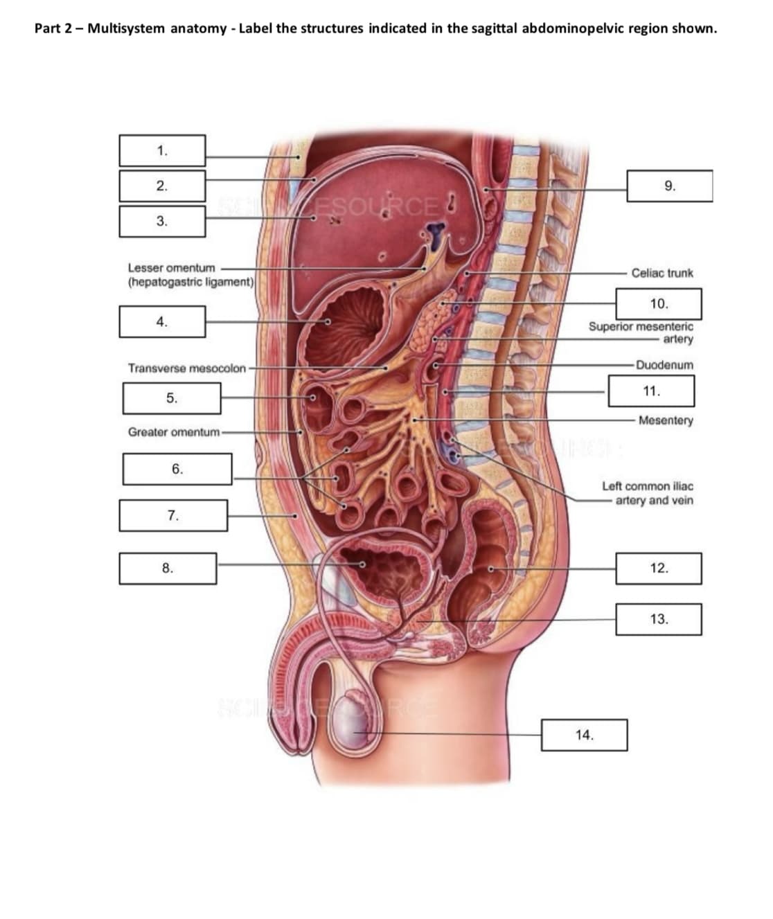 Part 2 - Multisystem anatomy - Label the structures indicated in the sagittal abdominopelvic region shown.
1.
2.
3.
Lesser omentum
(hepatogastric ligament)
4.
Transverse mesocolon
5.
Greater omentum-
6.
7.
8.
MESOURCE!
9.
Celiac trunk
10.
Superior mesenteric
artery
Duodenum
11.
Mesentery
14.
Left common iliac
artery and vein
12.
13.