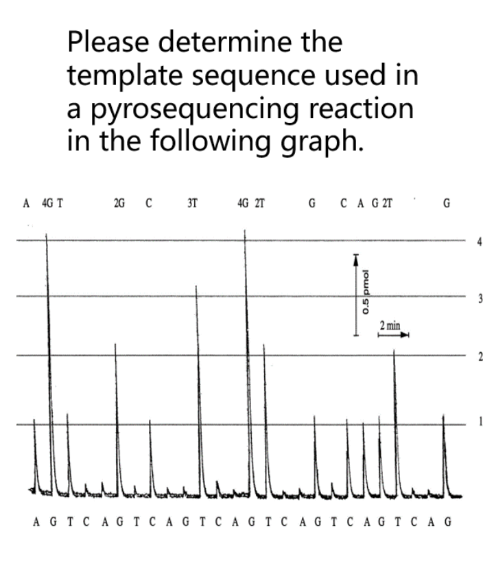 Please determine the
template sequence used in
a pyrosequencing reaction
in the following graph.
A 4G T
2G C
3T
4G 2T
G CA G 2T
G
3
2 min
AGT CA G T C A G T C A G T C A GT C AG T c A G
0.5 pmol
