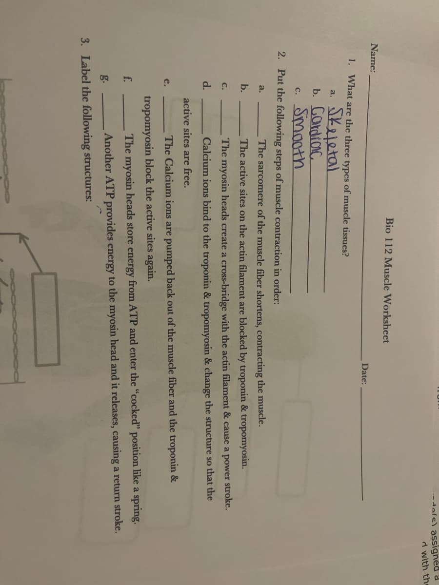 Bio 112 Muscle Worksheet
Name:
1. What are the three types of muscle tissues?
a.
Skeletal
b. Gardiac
C.
Smooth
2. Put the following steps of muscle contraction in order:
a.
b.
C.
d.
dals) assigned a
d with the
Date:
The sarcomere of the muscle fiber shortens, contracting the muscle.
The active sites on the actin filament are blocked by troponin & tropomyosin.
The myosin heads create a cross-bridge with the actin filament & cause a power stroke.
Calcium ions bind to the troponin & tropomyosin & change the structure so that the
active sites are free.
e.
The Calcium ions are pumped back out of the muscle fiber and the troponin &
tropomyosin block the active sites again.
f.
The myosin heads store energy from ATP and enter the "cocked" position like a spring.
Another ATP provides energy to the myosin head and it releases, causing a return stroke.
3. Label the following structures:
g.