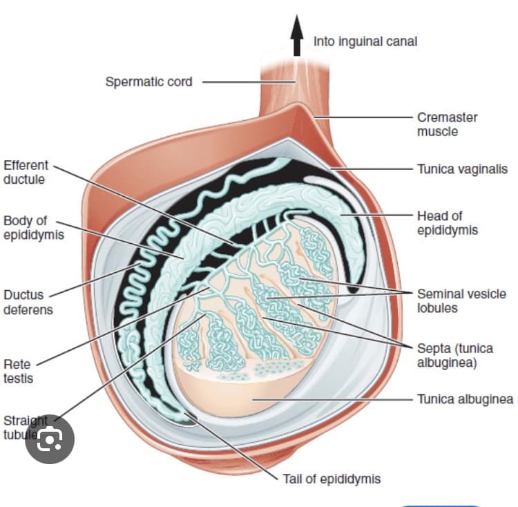 Efferent
ductule
Body of
epididymis
Ductus
deferens
Rete
testis
Straight
tubuler
Spermatic cord
Into inguinal canal
www
Tail of epididymis
Cremaster
muscle
Tunica vaginalis
Head of
epididymis
Seminal vesicle
lobules
Septa (tunica
albuginea)
Tunica albuginea