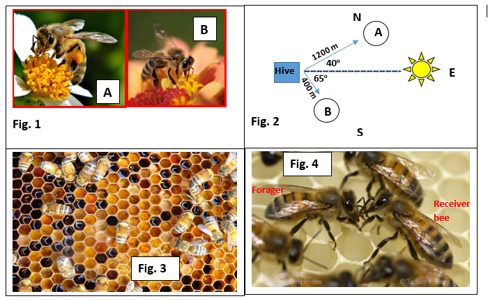 Fig. 1
A
Fig. 3
B
Hive
Fig. 2
Forager
400 m
1200 m
40°
65⁰
Fig. 4
graphy.com
B
N
S
A
E
Receiver
bee
Zachary Y. S
