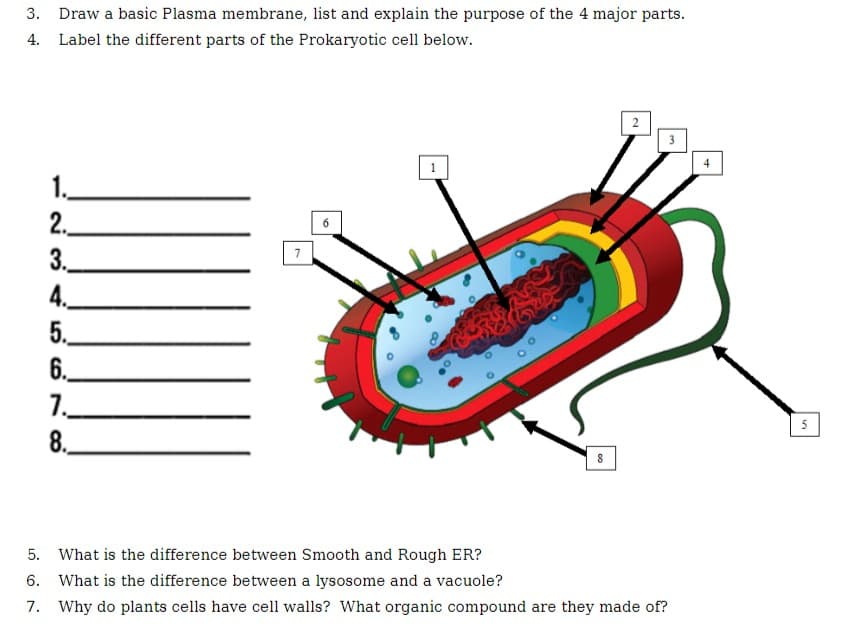 3. Draw a basic Plasma membrane, list and explain the purpose of the 4 major parts.
4. Label the different parts of the Prokaryotic cell below.
1.
2.
3.
4.
5.
6.
7.
8.
7
6
5.
What is the difference between Smooth and Rough ER?
6. What is the difference between a lysosome and a vacuole?
7. Why do plants cells have cell walls? What organic compound are they made of?
3
4
5