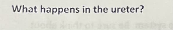 What happens in the ureter?
maya