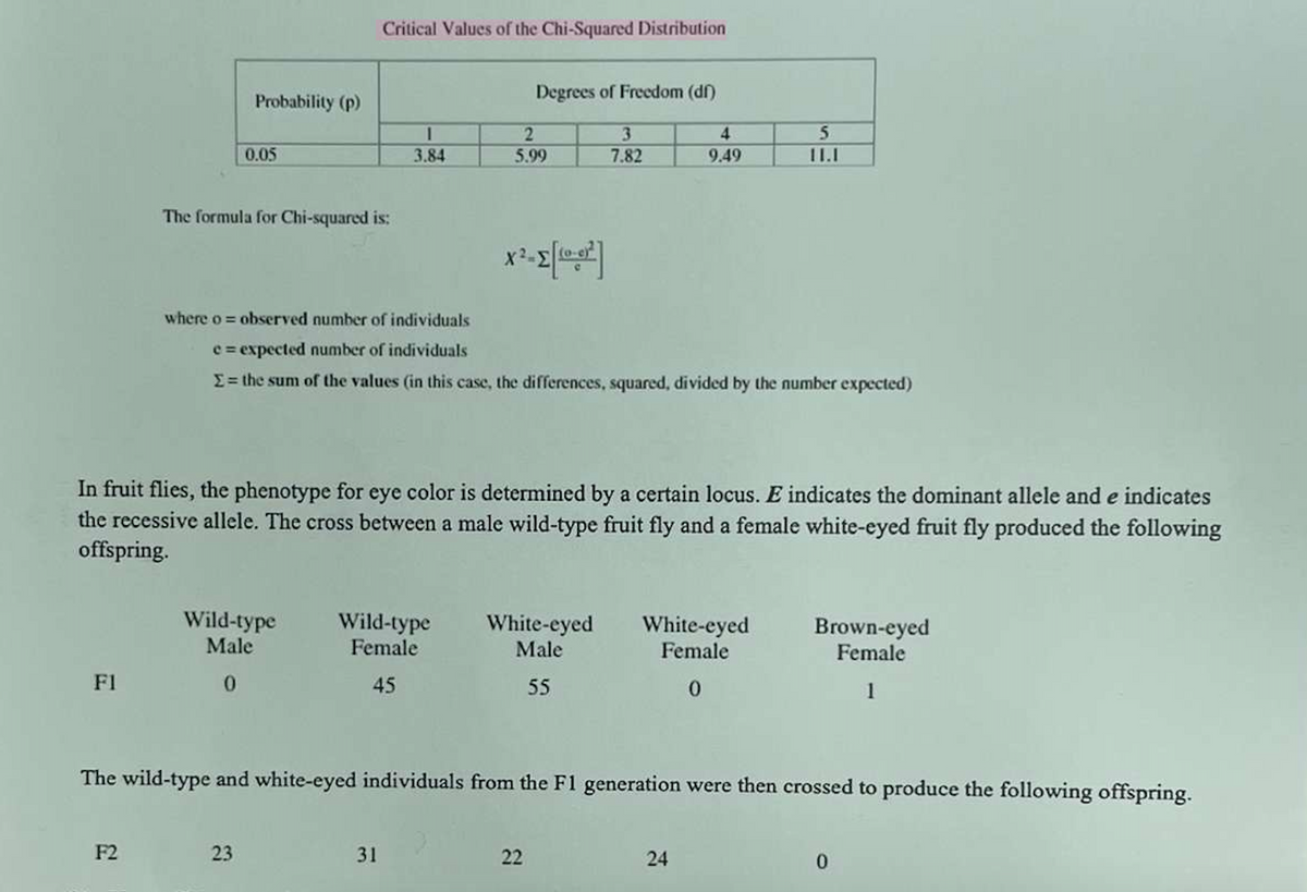 Critical Values of the Chi-Squared Distribution
Degrees of Freedom (df)
Probability (p)
I
2
3
4
5
0.05
3.84
5.99
7.82
9.49
II.I
The formula for Chi-squared is:
where o observed number of individuals
e=expected number of individuals
x²-Σ[10-017]
Σ= the sum of the values (in this case, the differences, squared, divided by the number expected)
In fruit flies, the phenotype for eye color is determined by a certain locus. E indicates the dominant allele and e indicates
the recessive allele. The cross between a male wild-type fruit fly and a female white-eyed fruit fly produced the following
offspring.
Wild-type
Male
Wild-type
Female
White-eyed
Male
White-eyed
Female
Brown-eyed
Female
Fl
0
45
55
0
1
The wild-type and white-eyed individuals from the F1 generation were then crossed to produce the following offspring.
F2
23
31
22
22
24
24
0