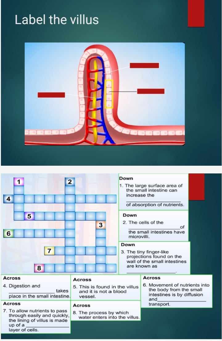 4
6
Label the villus
1
2
5
8
7
3
Down
1. The large surface area of
the small intestine can
increase the
of absorption of nutrients.
Down
2. The cells of the
of
the small intestines have
microvilli.
Down
3. The tiny finger-like
projections found on the
wall of the small intestines
are known as
Across
4. Digestion and
takes
place in the small intestine.
Across
7. To allow nutrients to pass
through easily and quickly,
the lining of villus is made
up of a
layer of cells.
Across
Across
5. This is found in the villus 6. Movement of nutrients into
and it is not a blood
vessel.
Across
8. The process by which
water enters into the villus.
the body from the small
intestines is by diffusion
and
transport.