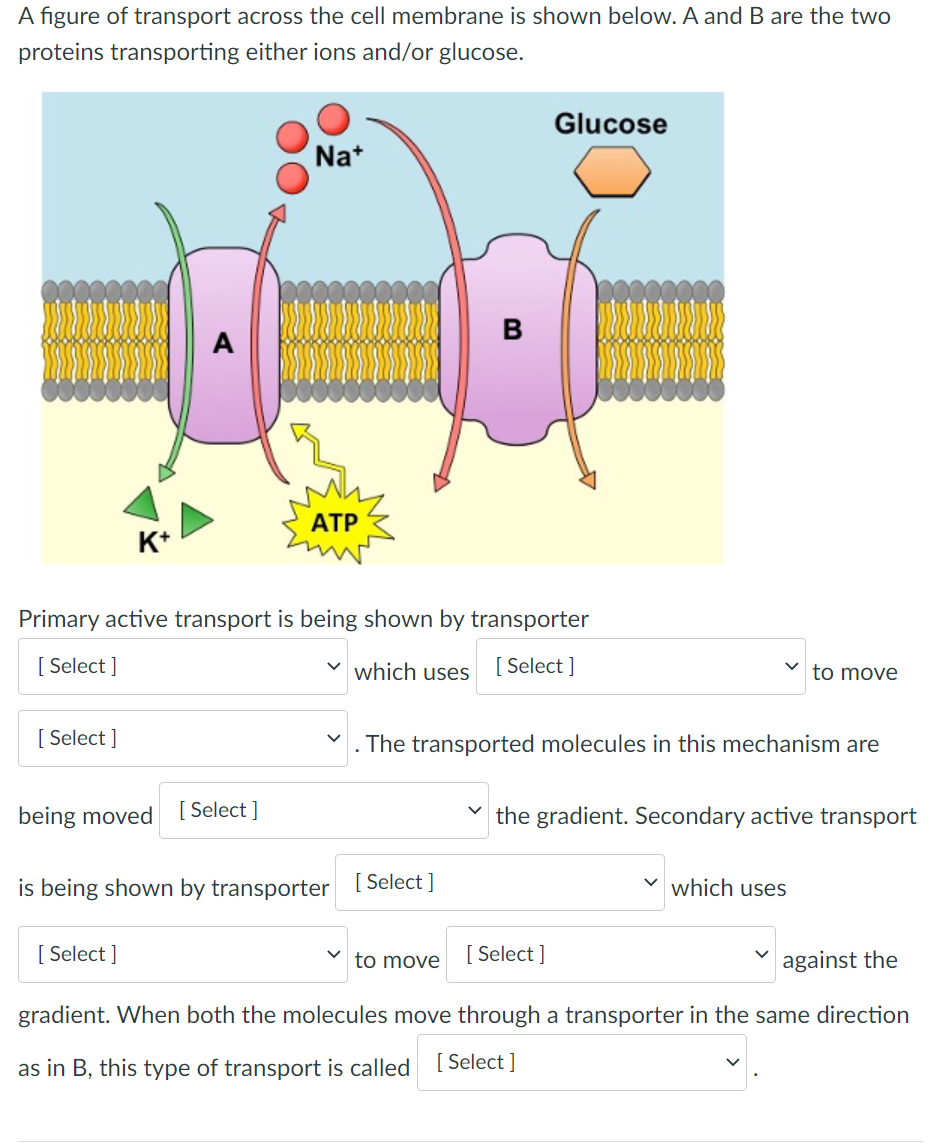 A figure of transport across the cell membrane is shown below. A and B are the two
proteins transporting either ions and/or glucose.
[Select]
K+
Na+
[Select]
ATP
Primary active transport is being shown by transporter
[Select]
which uses
[Select]
V
being moved Select]
is being shown by transporter [Select]
B
to move
Glucose
The transported molecules in this mechanism are
[Select]
to move
the gradient. Secondary active transport
which uses
against the
gradient. When both the molecules move through a transporter in the same direction
as in B, this type of transport is called [Select]