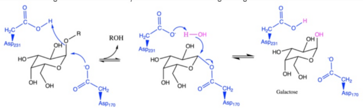 HC
H-OH
OH
OH
H2C
Asp231
ROH
Asp231
Asp231
OH
но
но-
но
ÓH
он
CH2
ÓH
OH
Он
CH2
Asp170
Galactose
OH
CH2
Asp170
Asp170
